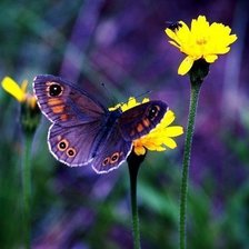 Схема вышивки «бабочка»