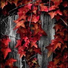 Осенние листья