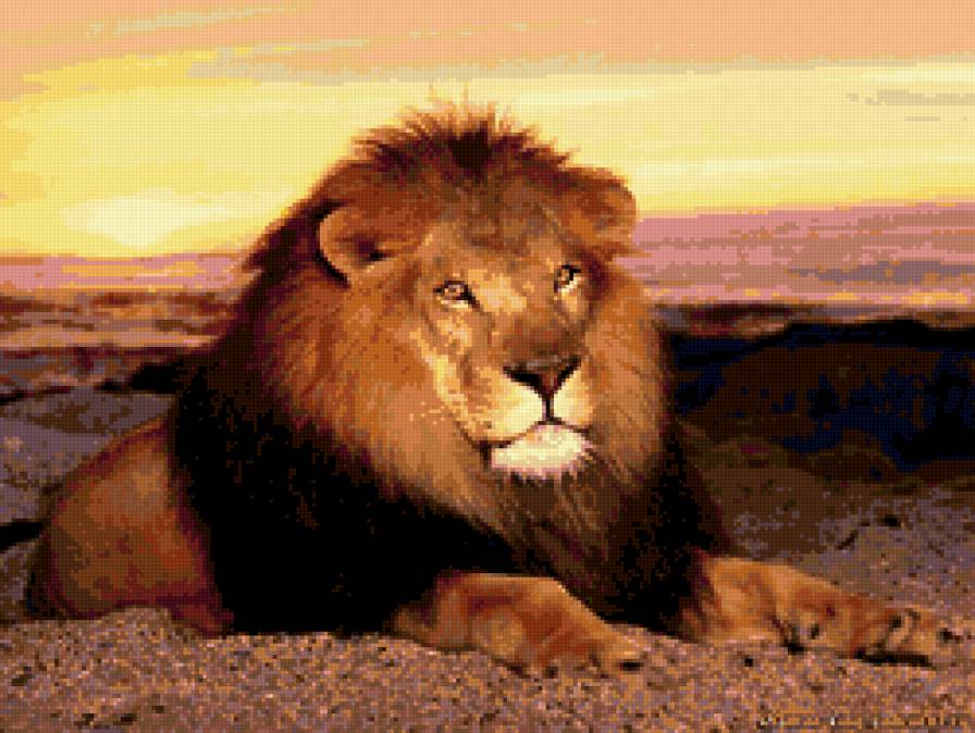 лев - лев, животные - предпросмотр