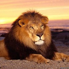 Схема вышивки «лев»