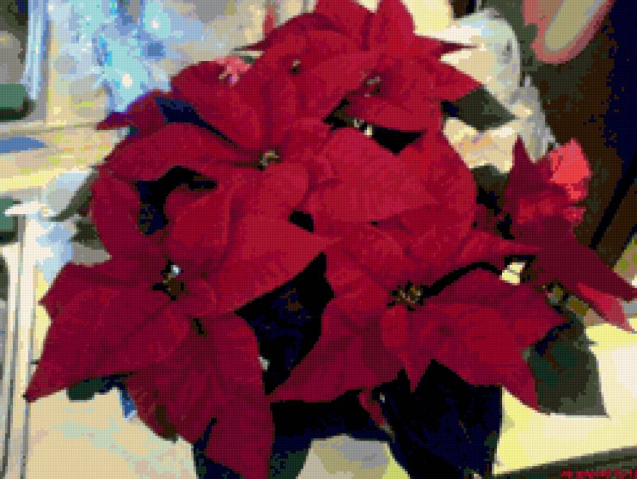 Цветок в горшке - комнатные, цветы, в горшке - предпросмотр