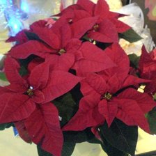 Цветок в горшке