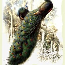 Схема вышивки «Павлин»