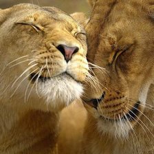 Схема вышивки «Любовь»