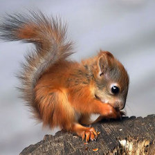 Схема вышивки «Белка»