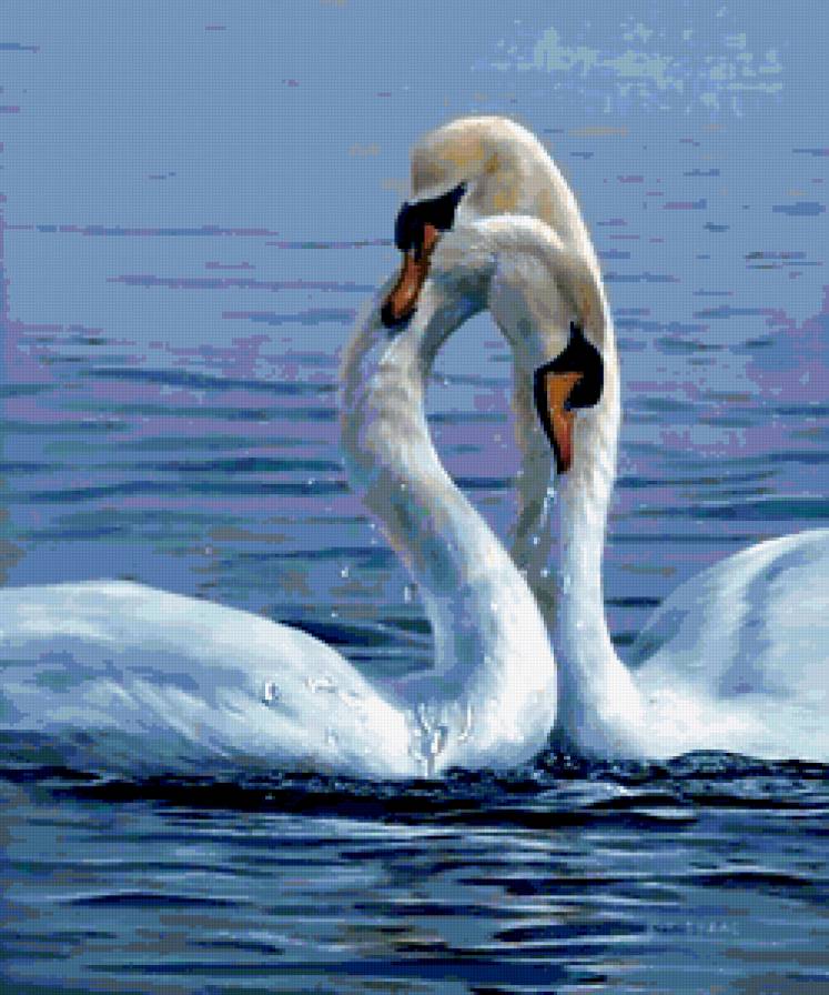 Лебеди - птицы, лебеди, природа - предпросмотр