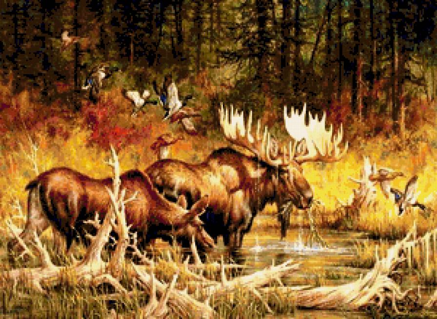 Лоси в лесной глуши - природа, лес, лось, пейзаж, животные, лоси - предпросмотр