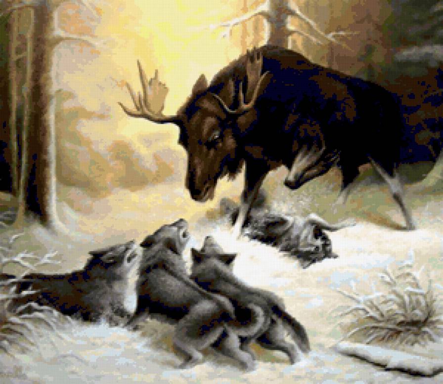 Охота волчьей стаи - пейзаж, лось, волки, природа, лоси, лес, зима, животные - предпросмотр