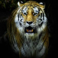 Схема вышивки «Тигр»