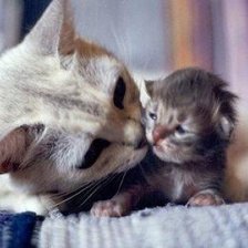 Схема вышивки «Кошка и котенок»