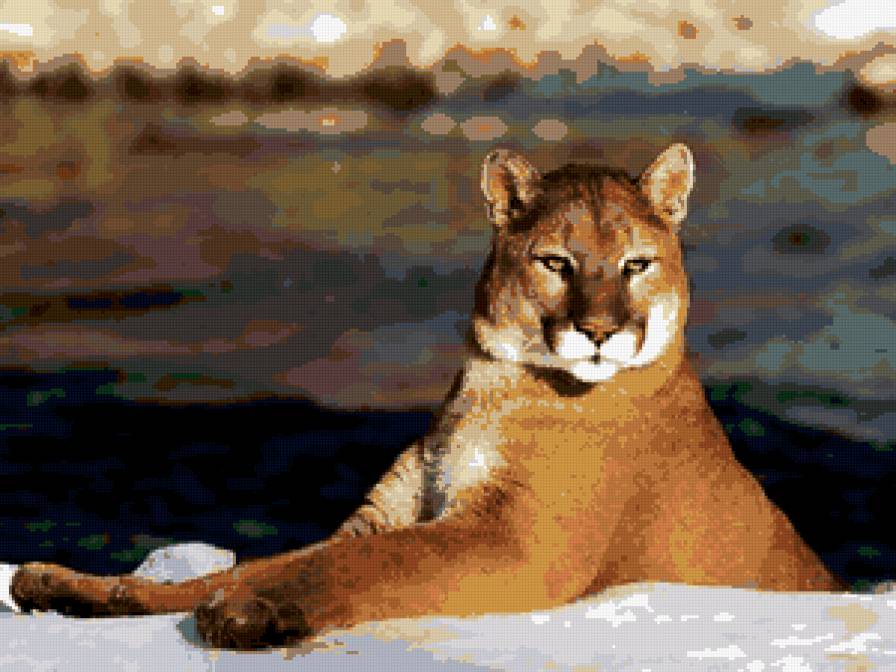 Пума - животные, пума - предпросмотр