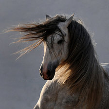 Схема вышивки «Белая лошадь»