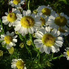 Схема вышивки «Ромашки»