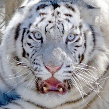 Схема вышивки «Белый тигр»