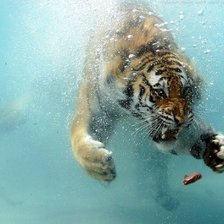 Схема вышивки «тигр в воде»