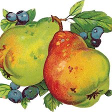 Схема вышивки «Груши»