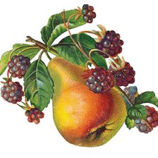 Схема вышивки «Груши и ежевика»