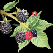 Схема вышивки «Ежевика и божья коровка»