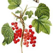 Схема вышивки «Красная смородина и бабочка»