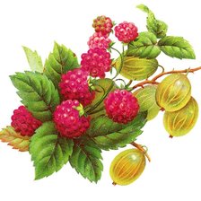 Схема вышивки «Малина и крыжовник»