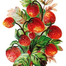 Схема вышивки «Земляника»