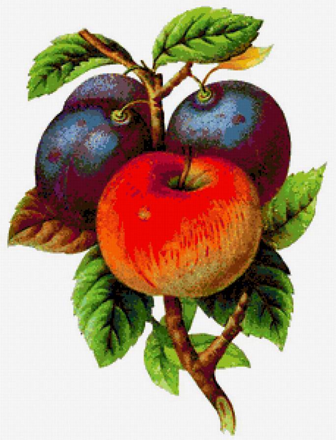 Яблоко и сливы - фруктовое панно, фрукты, яблоки, урожай, сливы, яблоко - предпросмотр