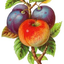 Схема вышивки «Яблоко и сливы»