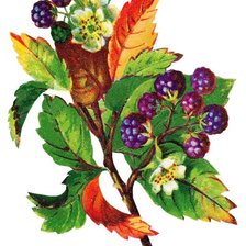 Схема вышивки «Ежевика»