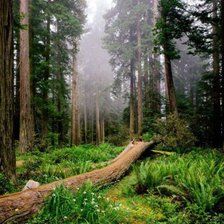 Схема вышивки «в лесной глуши»