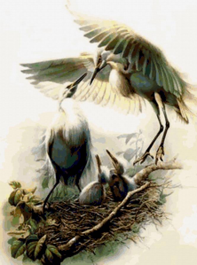 Цапли у гнезда - птицы, цапли, птица - предпросмотр