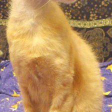 Схема вышивки «кот»