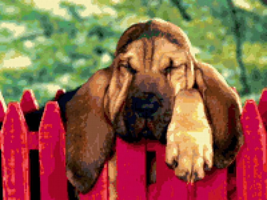 спящий щенок басета - предпросмотр