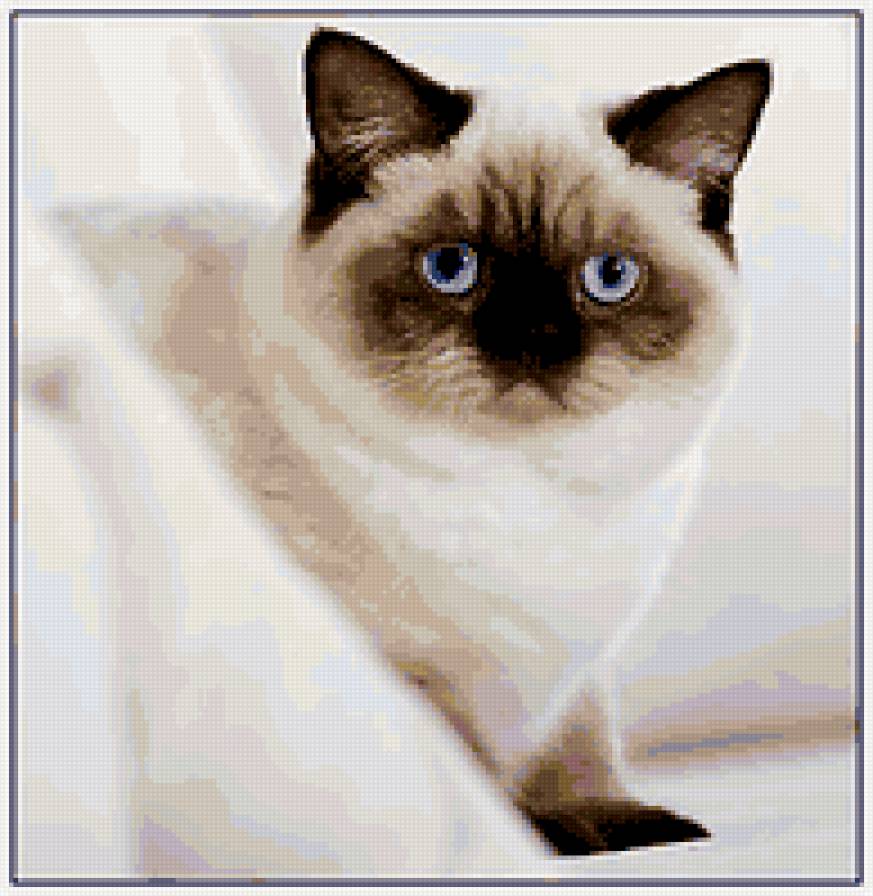 Кошечка - кот, кошка, животные - предпросмотр