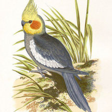 Схема вышивки «серый попугай»