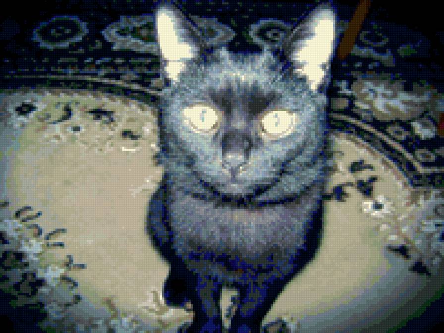 Тимоша - животные, кот - предпросмотр