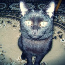 Схема вышивки «Тимоша»