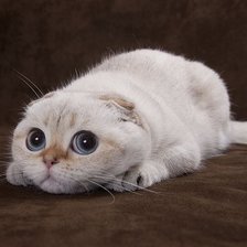 Схема вышивки «Котэ»