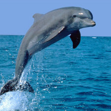 Схема вышивки «дельфин»