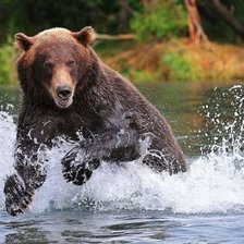 Схема вышивки «Бурый медведь»