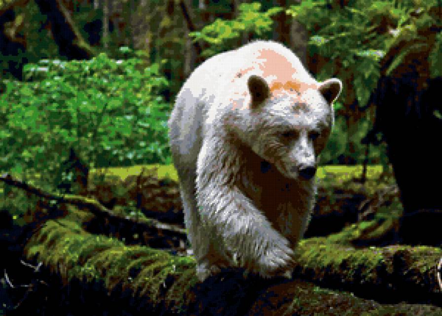 Медведь - миша, медведь - предпросмотр