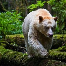 Схема вышивки «Медведь»