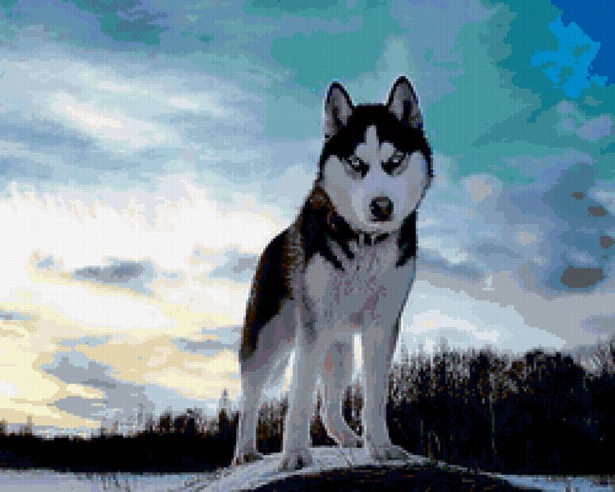 Хаски - хаски, собака - предпросмотр