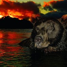 Схема вышивки «Бурый медведь»