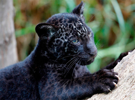 черный ягуар - животные, ягуар - оригинал