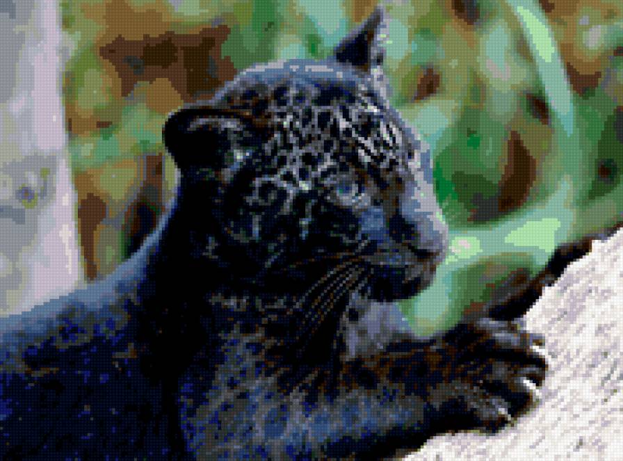 черный ягуар - ягуар, животные - предпросмотр