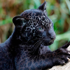 Схема вышивки «черный ягуар»