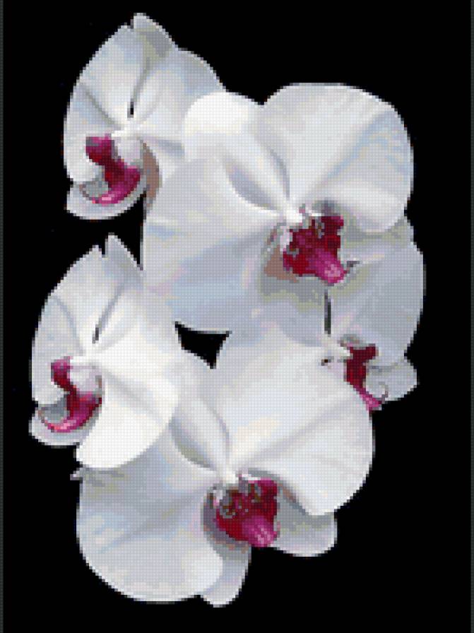 орхидея - цветы, орхидея - предпросмотр