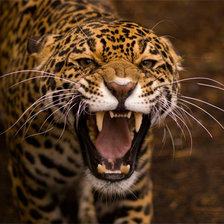 Схема вышивки «Ягуар»