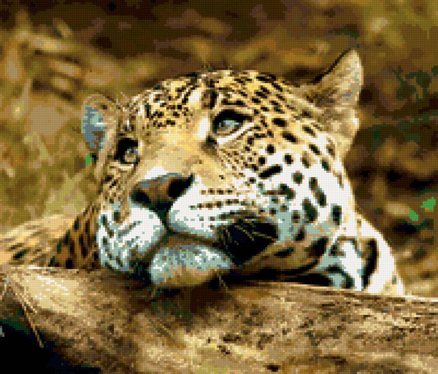 ягуарчик - ягуар, животные - предпросмотр