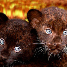 Ягуарчики черные